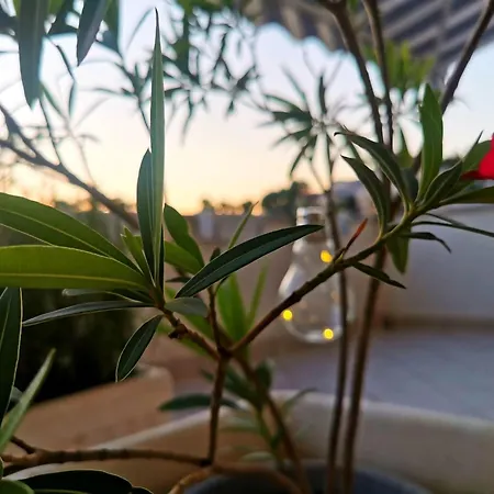 Apartmán Flores - *